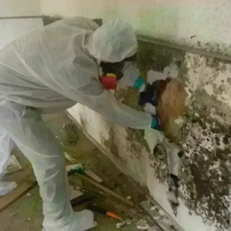 Mold Remediation and Removal in Montgomery County, AL